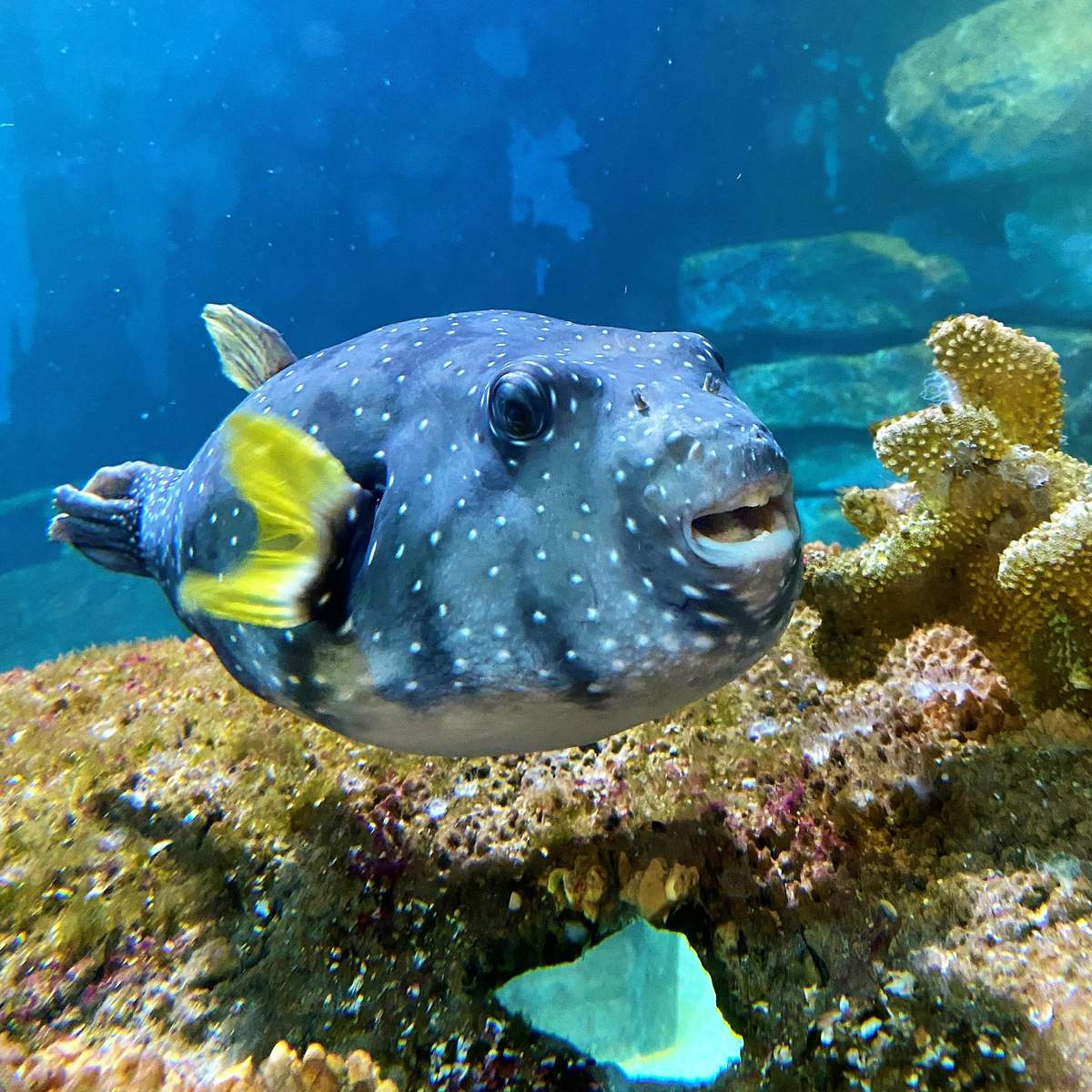 Amnéville Aquarium: Fast Track Ticket A spotted puffer fish, yellow and gray, swims near coral in an aquarium. Blue water and rocky background are visible.