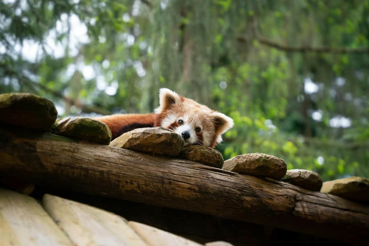 Amnéville Zoo: Fast Track Ticket Red panda at Amnéville zoo