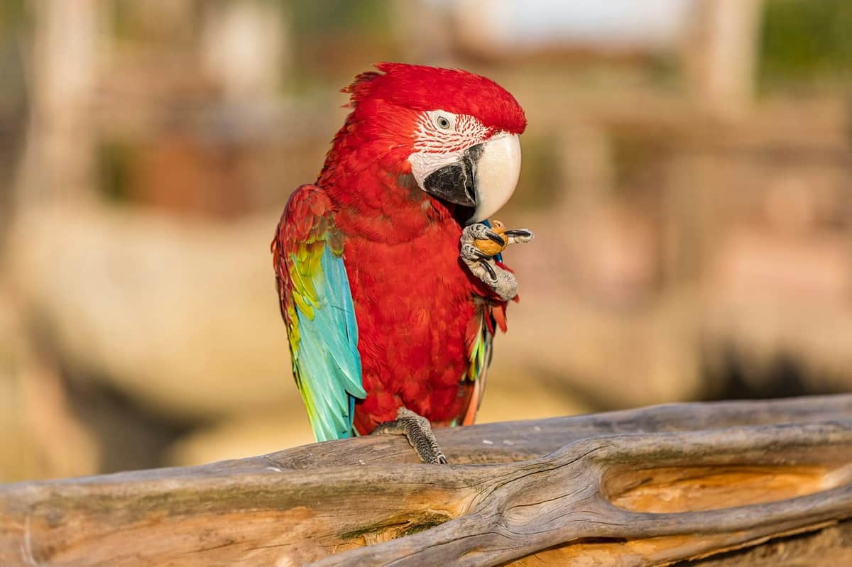 Parrot World: Day Ticket Parrot