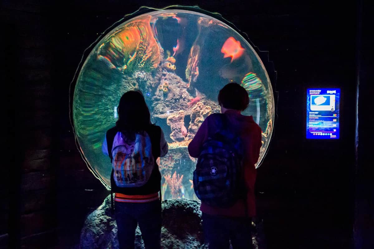 Two people with backpacks admire a large, spherical aquarium displaying colorful fish and corals in a dark setting.