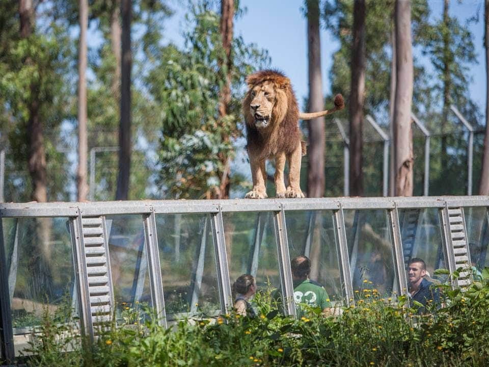 Zoo Santo Inácio: Skip The Line Ticket Lion