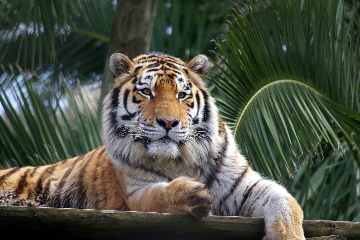 A tiger lies on a wooden platform with palm fronds in the background, looking directly at the camera.
