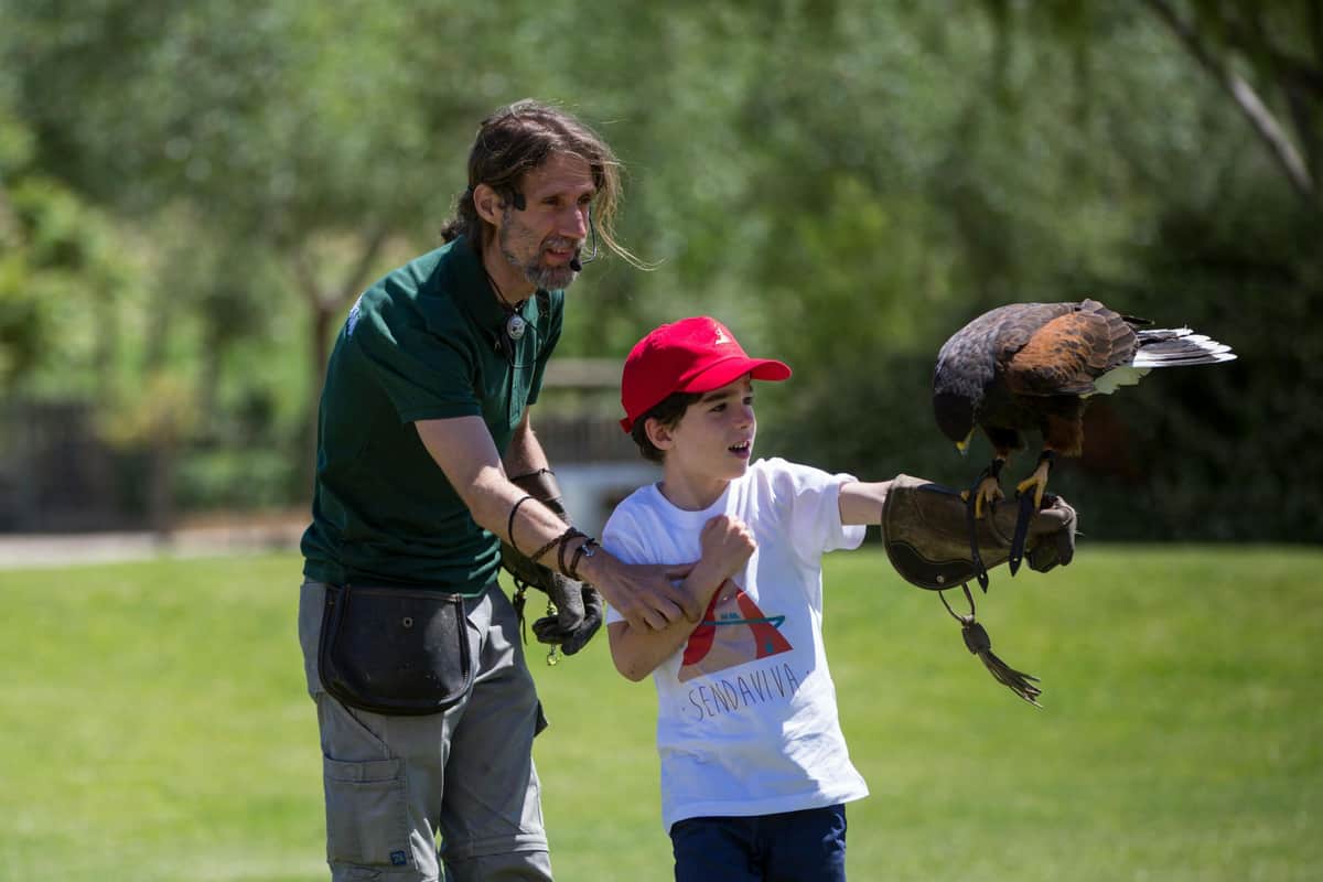 Raptor show.