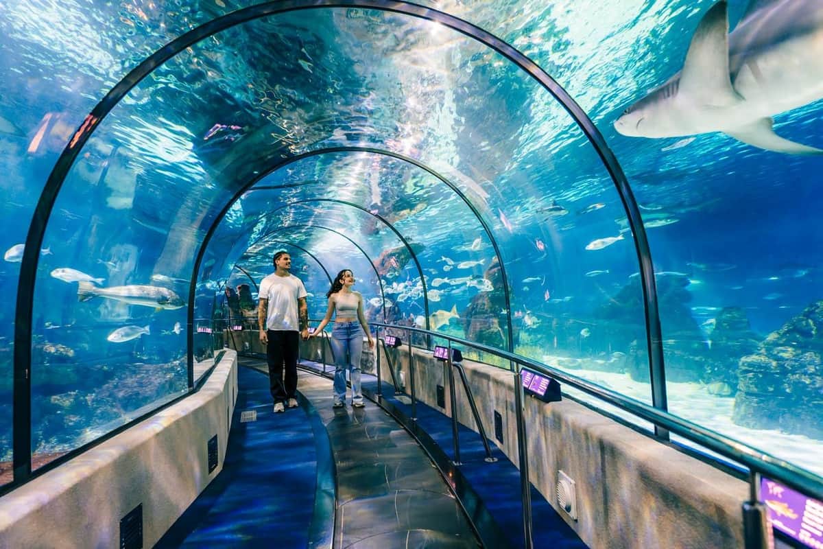 Barcelona Aquarium: Flexi-Ticket A couple walks through an underwater tunnel in an aquarium, surrounded by fish and marine life above and around them.