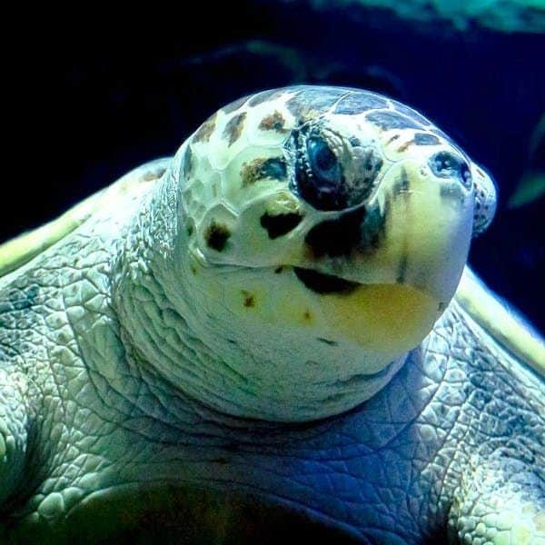 Lanzarote Aquarium: Skip The Line Ticket Close-up of a turtle with a textured shell, spotted skin, and dark, reflective eyes under dim blue lighting.