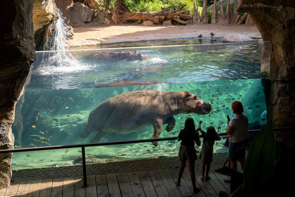 Bioparc Valencia: Fast Track Ticket A hippo swims underwater in an enclosure, with visitors watching through a glass panel. A waterfall is visible in the background.