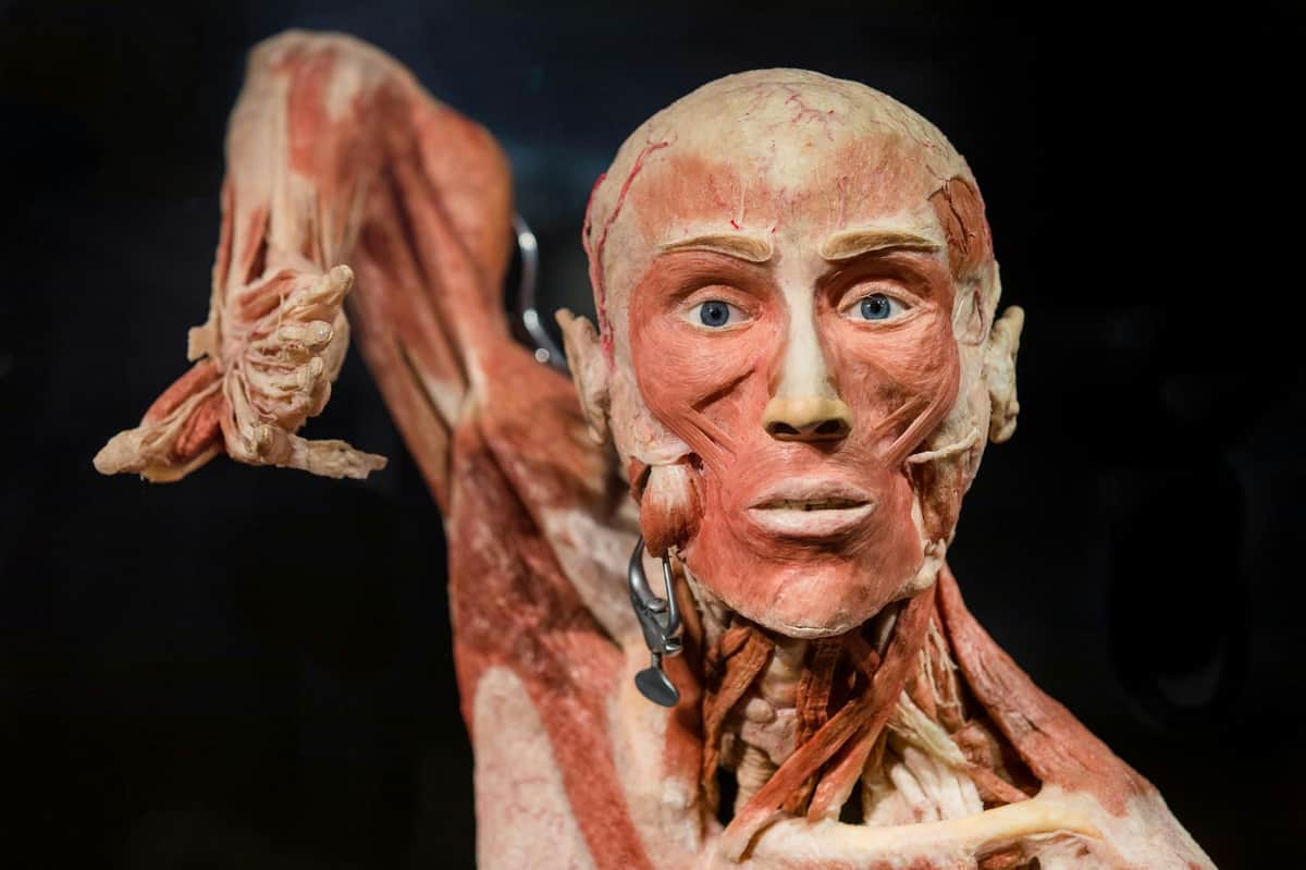 BODY WORLDS - The Happiness Project: Skip The Line Ticket Close-up of an anatomical human model with exposed muscles and tissues, eyes staring straight ahead, and right arm raised.