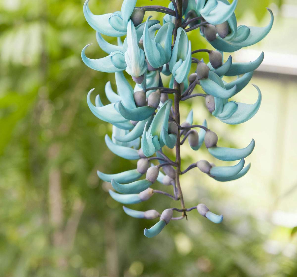 Hortus Botanicus Leiden: Skip The Line Ticket Cluster of turquoise, curved flowers hanging from a vine with a blurred green natural background.