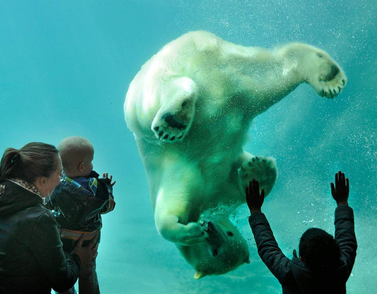 Polar Bear