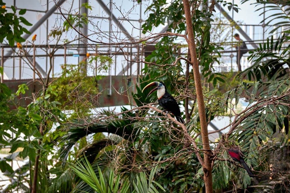 Toucan perched on a branch surrounded by lush greenery, with a metal walkway and structure in the background.