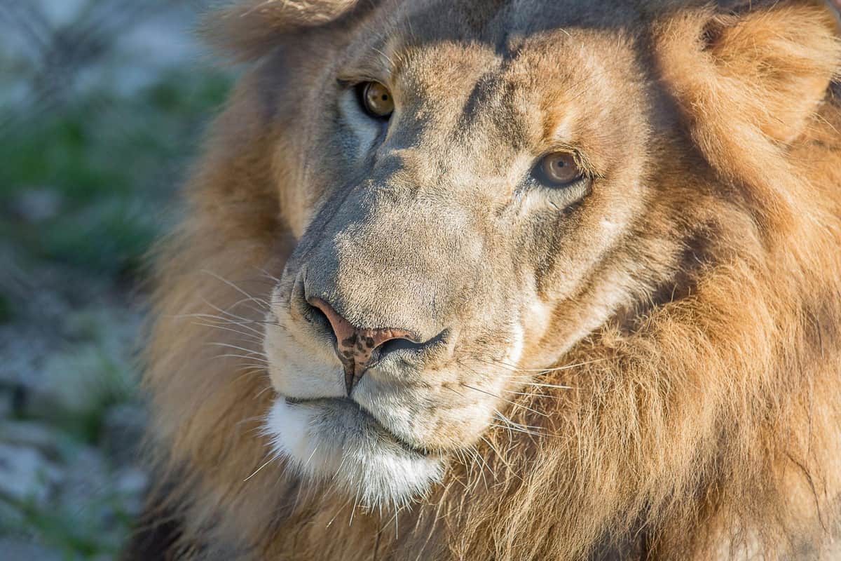 Austin Zoo: Skip The Line Ticket Close-up of a lion's face, showing detailed features such as its mane, eyes, nose, and whiskers, with a neutral background.