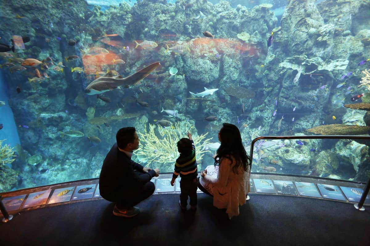 Aquarium of the Pacific: Membership Voucher A family with a child admires an aquarium display filled with various fish and marine life.