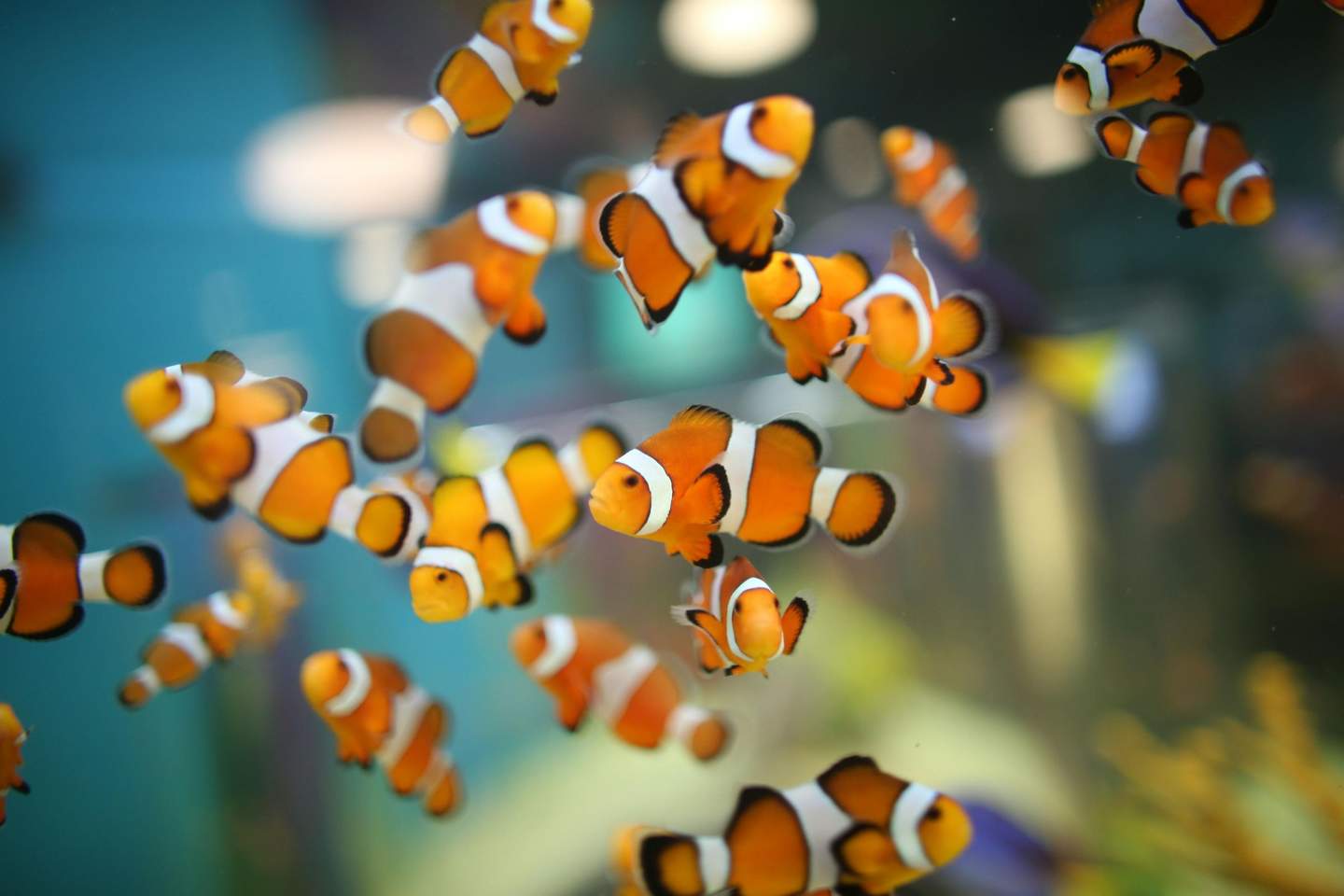 A group of vibrant orange and white clownfish swimming in an aquarium with a blurred background.