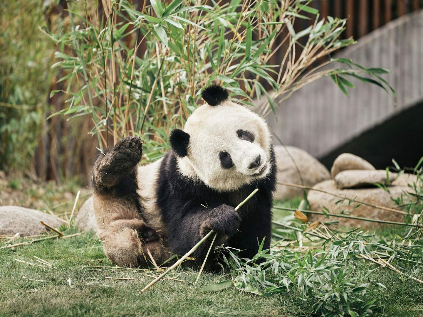 Copenhagen ZOO A panda sits on grass, holding bamboo with one paw and raising its hind leg, surrounded by bamboo plants and rocks.