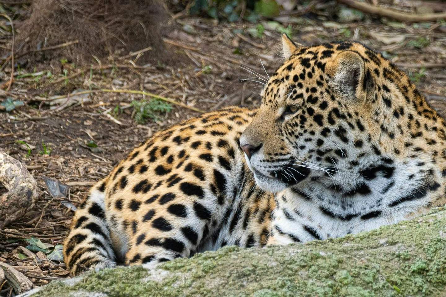 Parrot World - The Immersive Animal Park Enclos des Jaguars