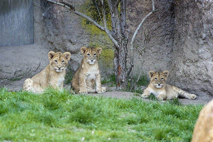 Leipzig Zoo Three lion cubs rest on the grass near rocks and a small tree, with two cubs sitting and one lying down.
