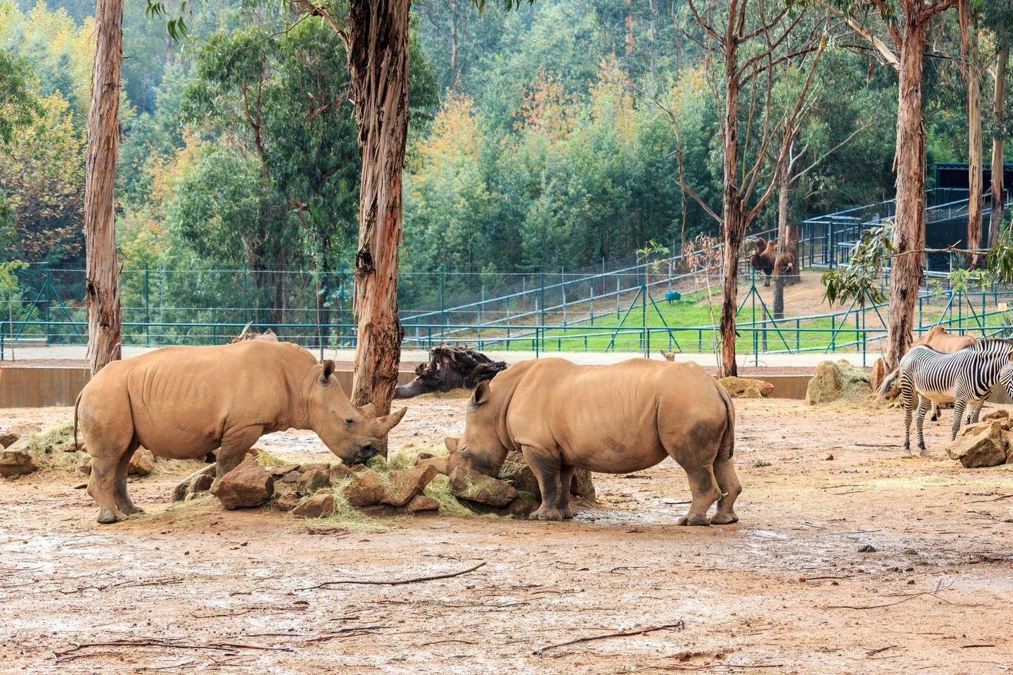 Zoo Santo Inácio Two rhinos standing near rocks and eating hay in a fenced enclosure, with a zebra and trees in the background.