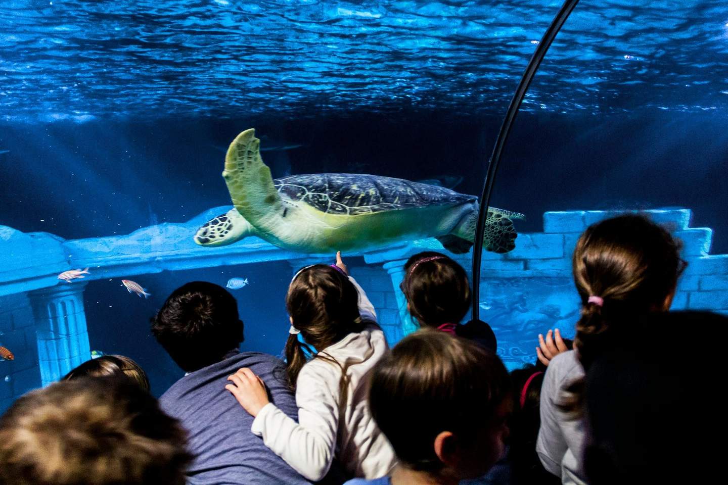 Children watching a sea turtle swim in a large aquarium, with ancient ruins and fish visible in the background.