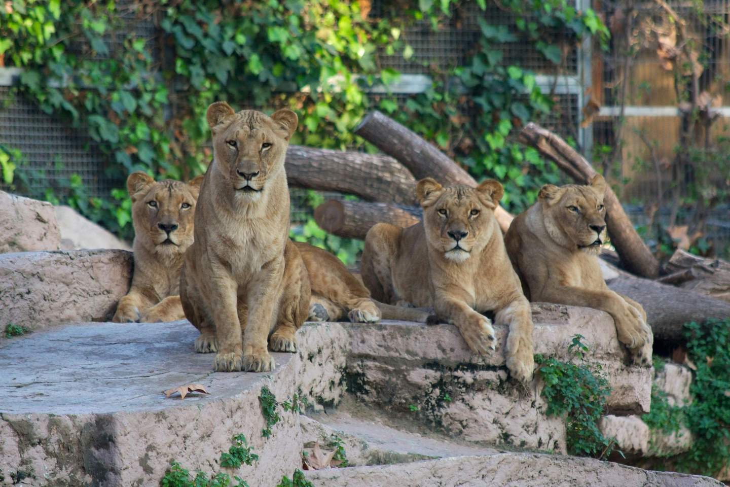 Barcelona Zoo Four lions are resting on rocky steps with a backdrop of greenery and a fence.
