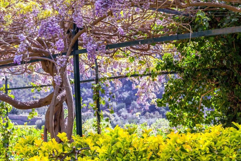 Jardines de Alfabia Twisted vines adorned with clusters of purple flowers create a canopy, with vibrant yellow and green foliage below and a scenic mountain background.