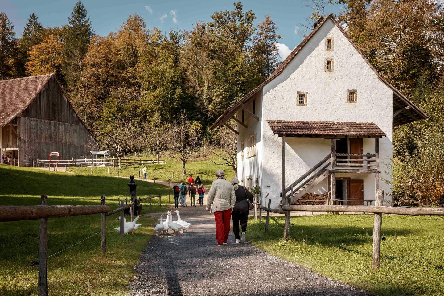 People walking on a gravel path near a white rustic house and barn, surrounded by greenery and trees, with geese in the foreground.