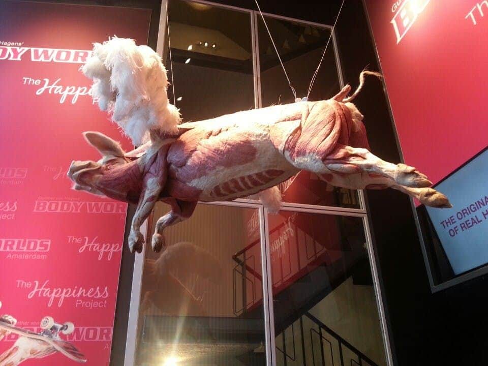 Sculpture of a flayed pig with wings suspended in an exhibition space with "Body Worlds" posters and signage around it.