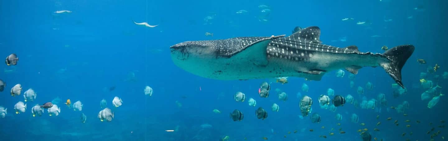 Georgia Aquarium A large whale shark swims among a variety of smaller fish in a blue aquarium.
