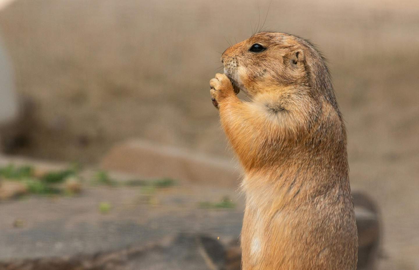 Austin Zoo A prairie dog stands on its hind legs, holding food in its front paws. The background is a blurred, earthy surface.