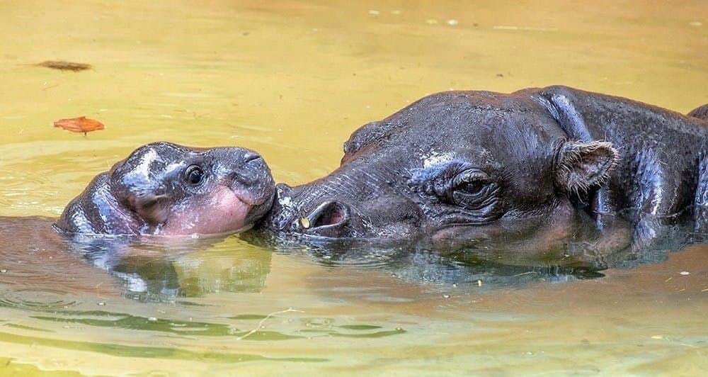 Zoo Miami A baby hippo and an adult hippo swim close together in murky water.
