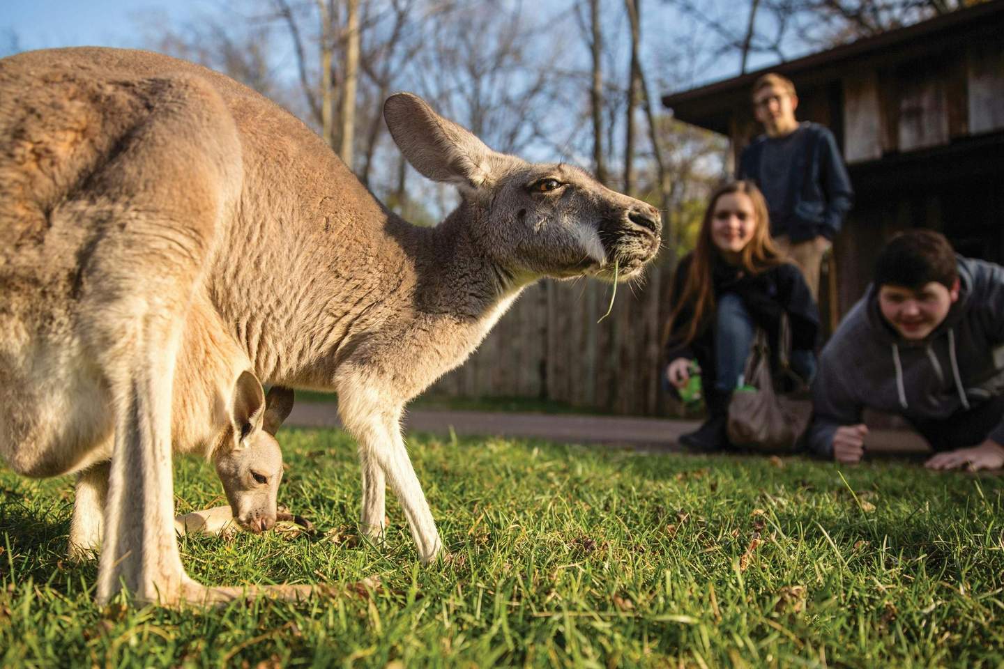 Nashville Zoo at Grassmere A kangaroo and its joey graze on grass while three people watch nearby, crouched on a grassy area next to a wooden building.