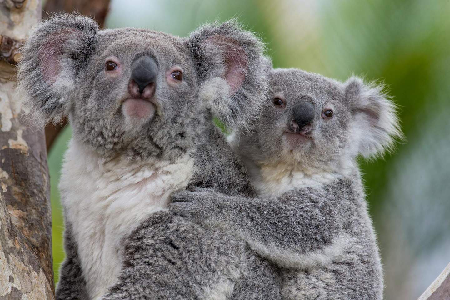San Diego Zoo Two koalas, one adult and one young, holding onto each other on a tree with a blurred green background.