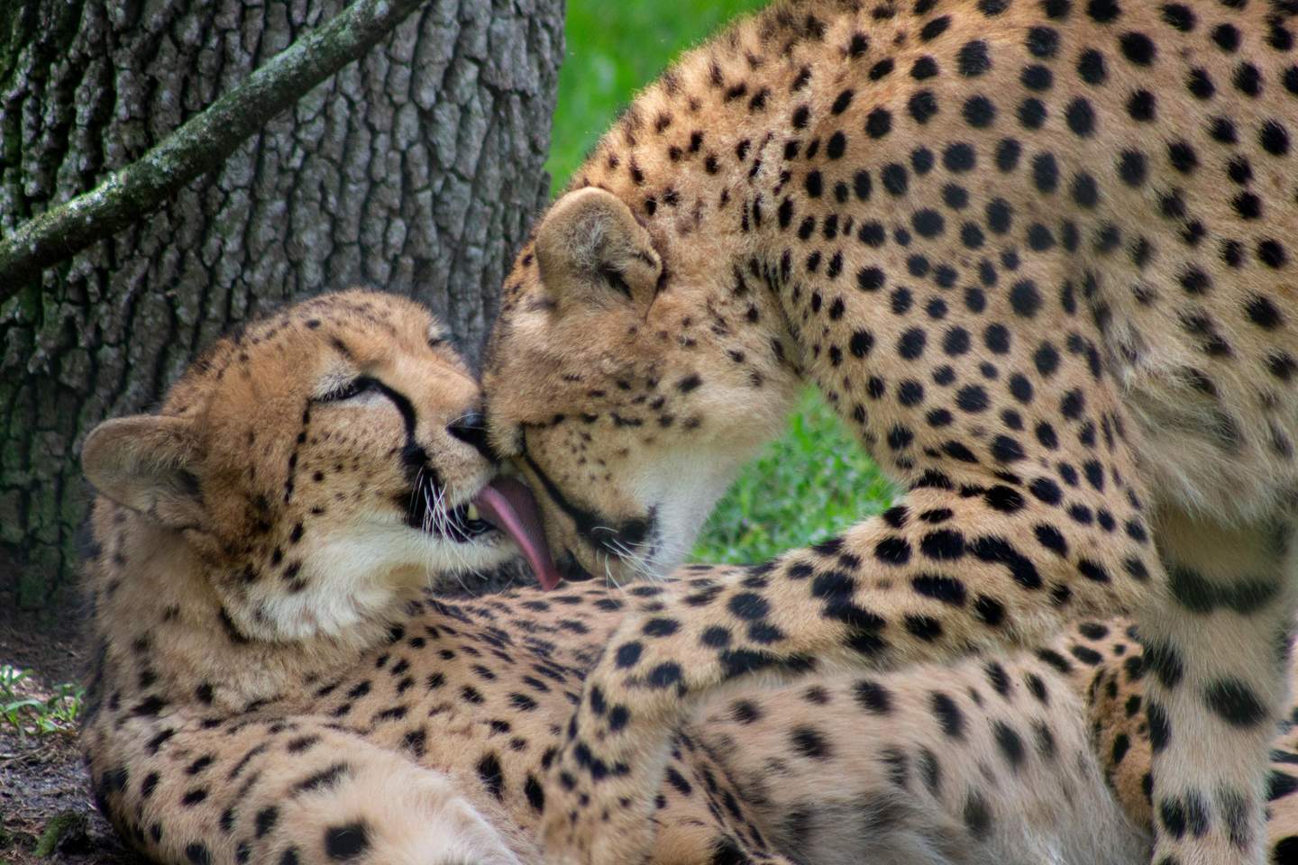 Central Florida Zoo & Botanical Gardens Two cheetahs, with spotted fur, groom each other affectionately next to a tree. One cheetah licks the other's face.