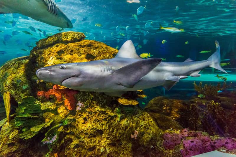 Ripley's Aquarium of Canada: Fast Track Ticket