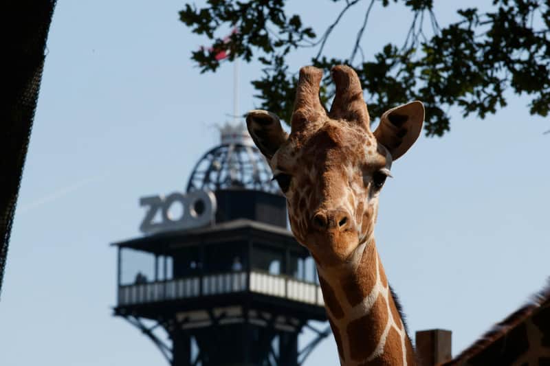 Copenhagen ZOO: Skip The Line Ticket