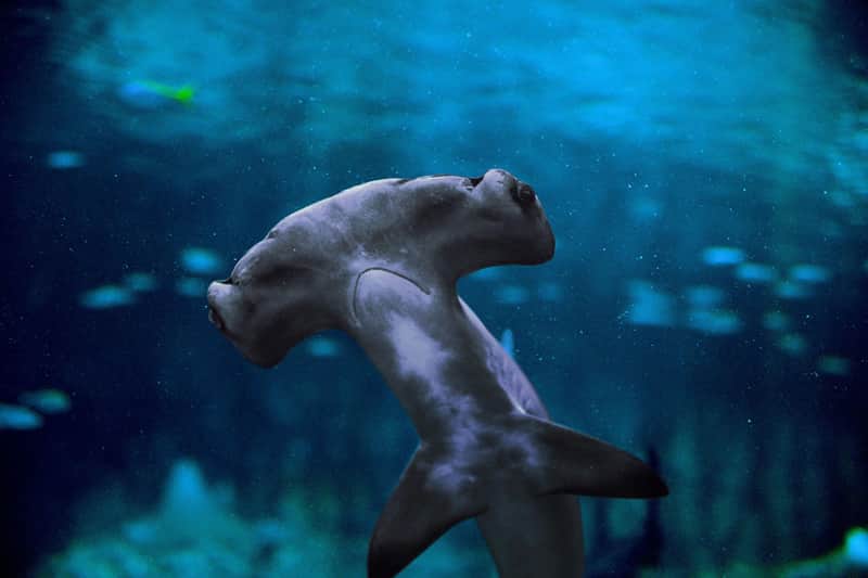 The National Aquarium Abu Dhabi: VIP Package