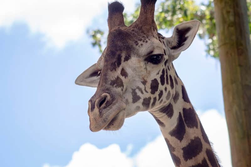 Central Florida Zoo & Botanical Gardens: Skip The Line Ticket