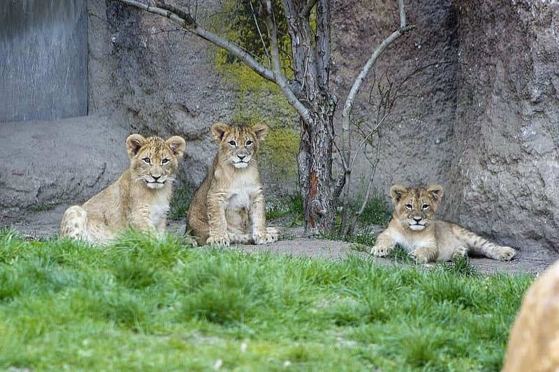 Leipzig Zoo