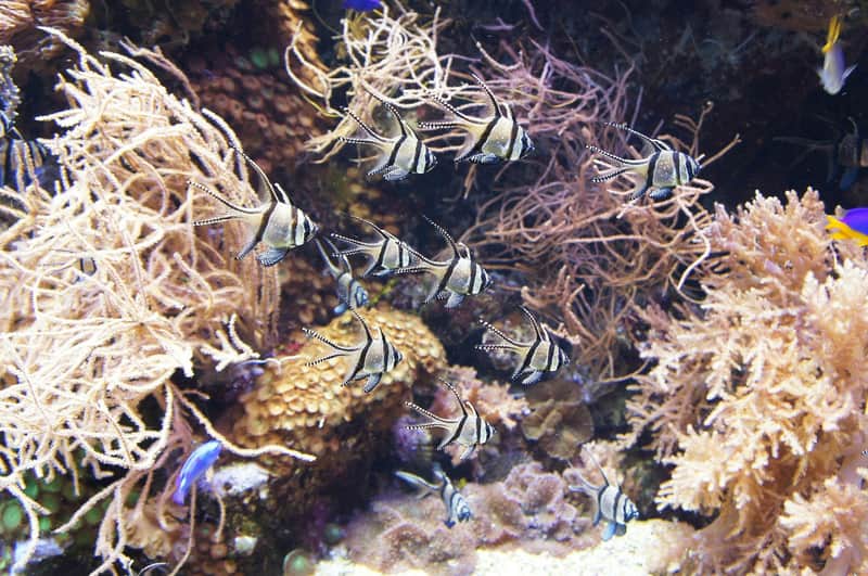 Aquarium of Genoa Aquarium of Genoa
