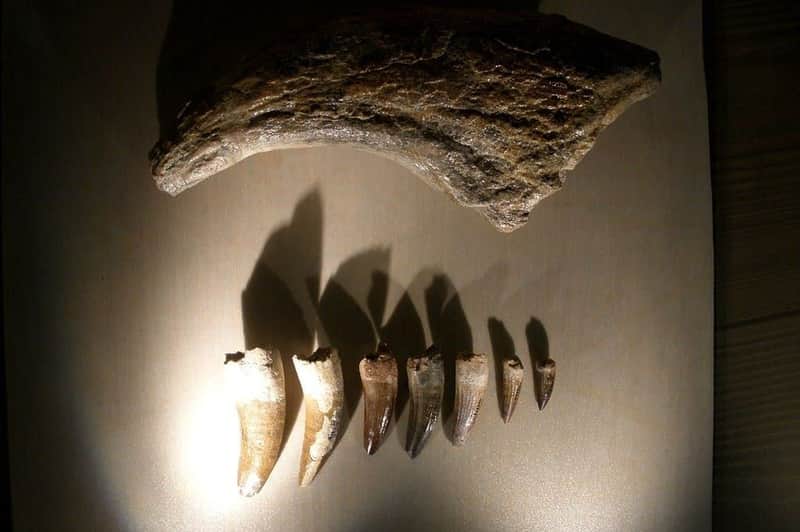 Natural History Museum Venice (Museo di Storia Naturale di Venezia) Natural History Museum Venice (Museo di Storia Naturale di Venezia)