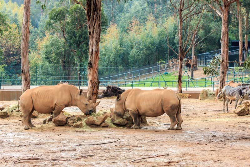 Zoo Santo Inácio