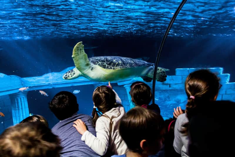 SEA LIFE Porto SEA LIFE Porto