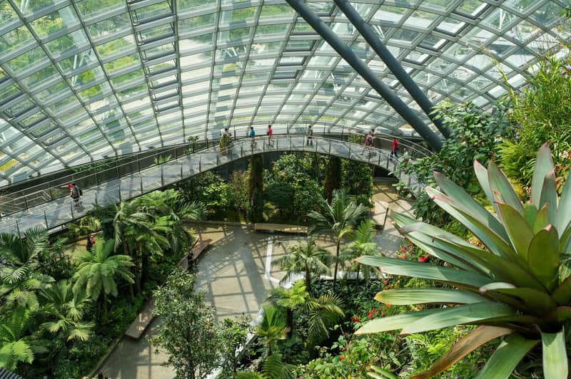 Cloud Forest