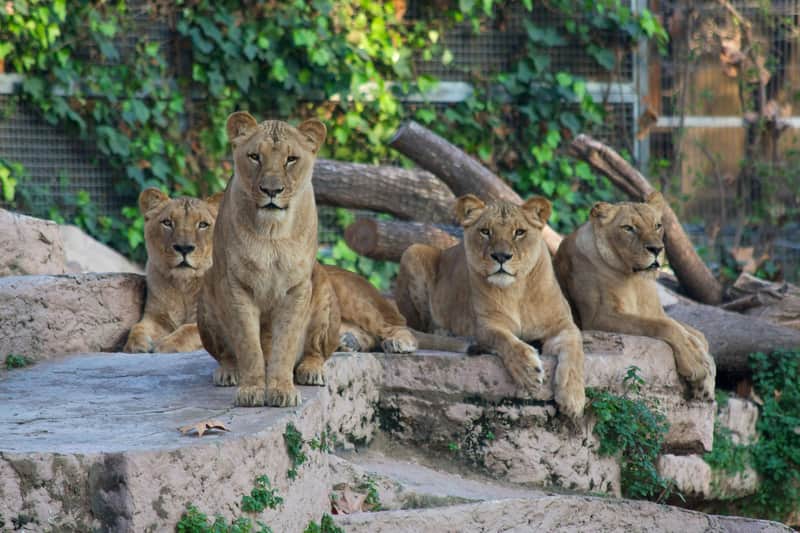 Barcelona Zoo Barcelona Zoo
