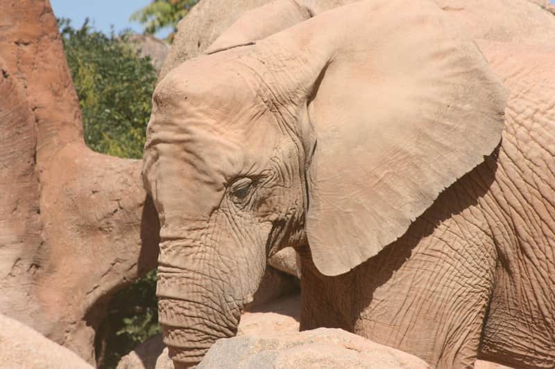 Bioparc Valencia Bioparc Valencia
