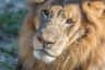 Gros plan du visage d'un lion, montrant des caractéristiques détaillées telles que sa crinière, ses yeux, son nez et ses moustaches, sur un fond neutre.