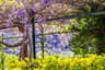 Jardines de Alfabia
